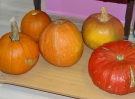 swietlicowy-dzien-pomidora-2011-12