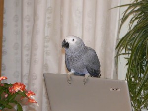 2007-2008 Nasi domowi przyjaciele