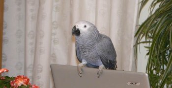 2007-2008 Nasi domowi przyjaciele