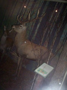 2007-2008 kl.I Tęczowa i Kolorowa. Lekcja w Muzeum Przyrody. Jak zwierzęta przygotowują się do zimy