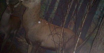 2007-2008 kl.I Tęczowa i Kolorowa. Lekcja w Muzeum Przyrody. Jak zwierzęta przygotowują się do zimy