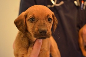 Wizyta u weterynarza