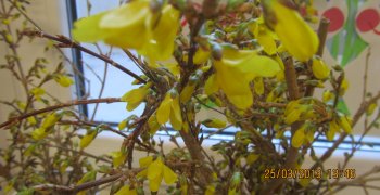 Jak powstawały Marzanny?