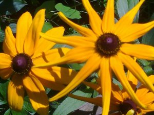 Kwiaty dla Papieża- klub „Internauta- ekolog”