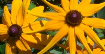 Kwiaty dla Papieża- klub “Internauta- ekolog”