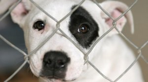 Z wizytą w schronisku