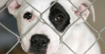 Z wizytą w schronisku