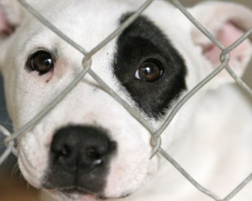 Z wizytą w schronisku