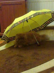 Dzień kota 17.02.2014