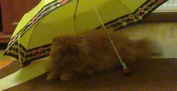 Dzień kota 17.02.2014