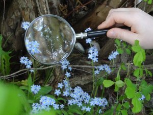 Lekcje z natury- Mikrokosmos