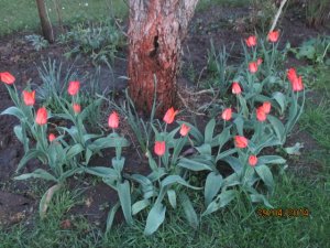 Lekcje z natury- Przyrodnicze abecadło