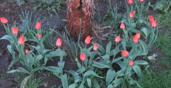 Lekcje z natury- Przyrodnicze abecadło