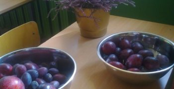 Smak lata- śliwki 2014r. Czym jest bioróżnorodność?