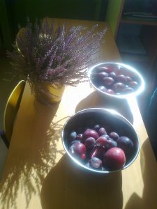 Prezentacja – bioróżnorodność klasy II i III