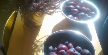 Prezentacja – bioróżnorodność klasy II i III