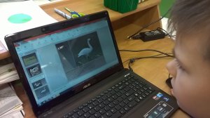 Przygotowujemy prezentację o łabędziach