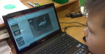 Przygotowujemy prezentację o łabędziach