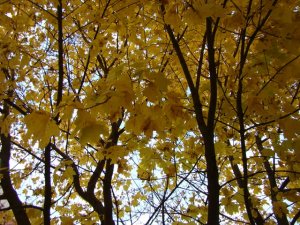 Jesienny hit- żywe kolory X 2015