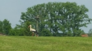 Konkurs Foto ptaki- wiosną