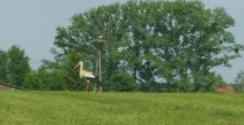 Konkurs Foto ptaki- wiosną