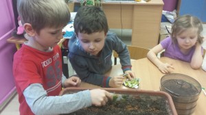 Siejemy nasiona na kiełki