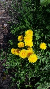 Dzikie wiosenne kwiaty – Tropiciele obserwują