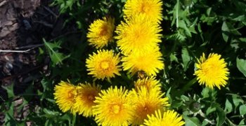 Dzikie wiosenne kwiaty – Tropiciele obserwują