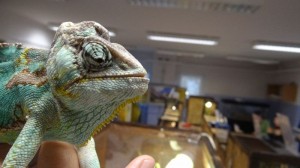 Żywa lekcja przyrody – pająki