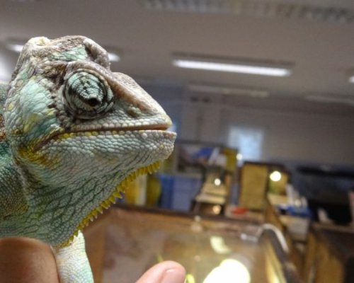 Żywa lekcja przyrody – pająki Żywa lekcja przyrody – pająki