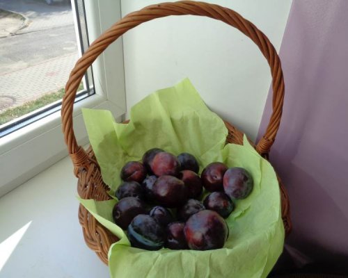 Dzień śliwkowy Dzień śliwkowy