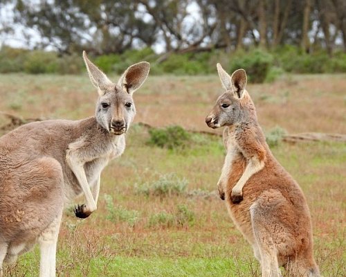 (Polski) Wyniki Międzynarodowego Konkursu „Kangur Matematyczny”