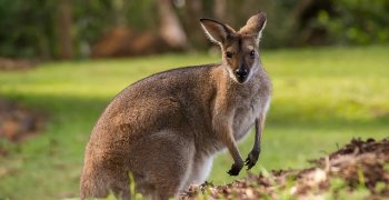 (Polski) Kangur matematyczny 2021- wyniki