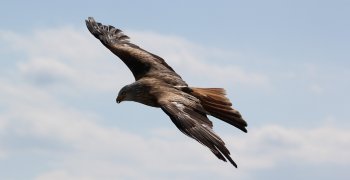 Orzeł Matematyczny – wyniki