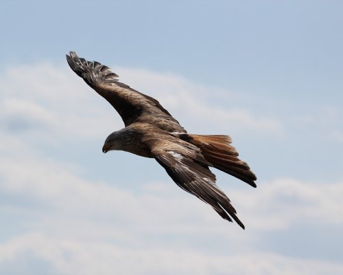 Orzeł Matematyczny – wyniki Orzeł Matematyczny – wyniki