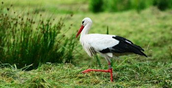 (Polski) Wiosna tuż, tuż