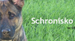 schronisko