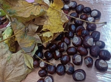 23img-20261013-wa0000